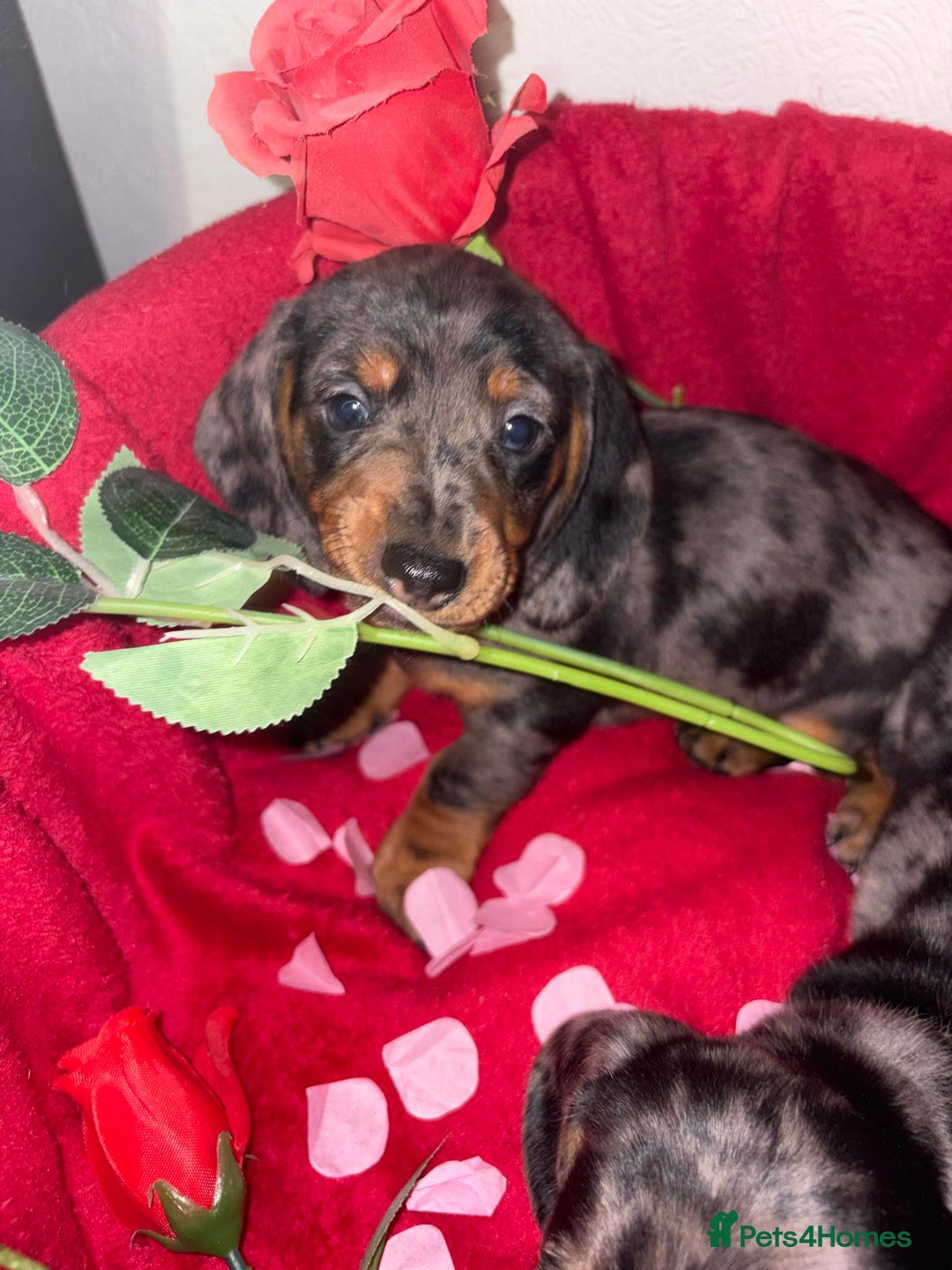 Dachshund dogs for sale: Beautiful dachshund puppy  - Advert 8