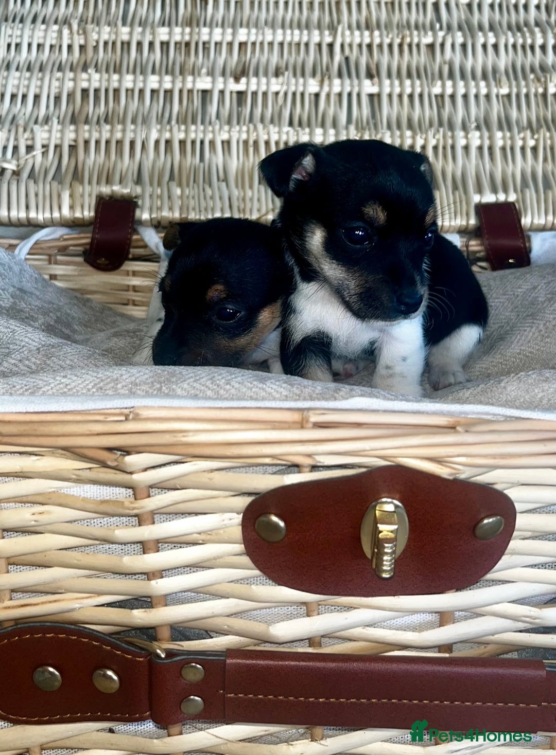 Jack Russell dogs for sale: Miniature Jackrussle  - Image 7