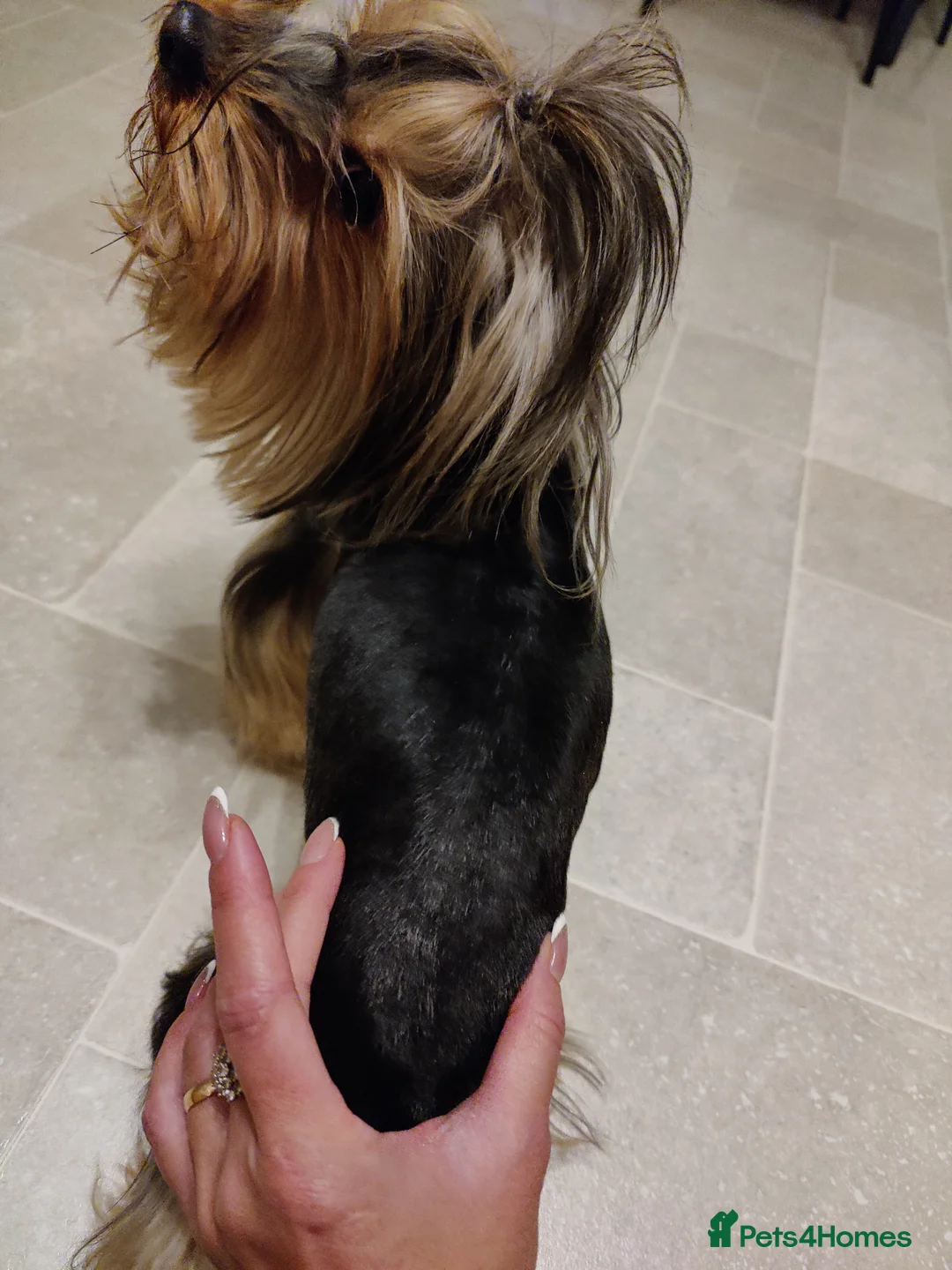 Yorkshire Terrier dogs for stud:  PEDIGREE Yorkshire terrier for STUD  in Hull - Advert 21
