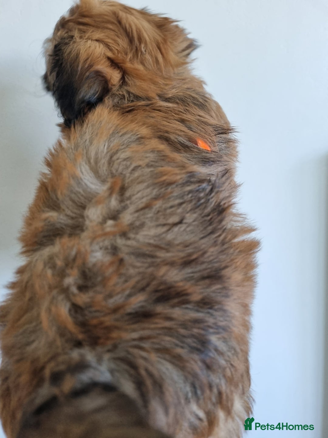 Maltipoo dogs for sale: Maltipoo's rare sable parti colours x4 - Image 18