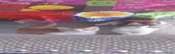 Mixed Breed cats for sale: Kittens for sale(each) - Advert 7