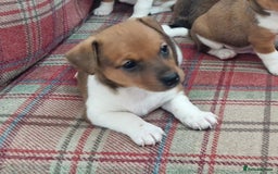 Jack Russell dogs for sale: Traditional Jack Russell Pups DNA Health Tested  - Image 17