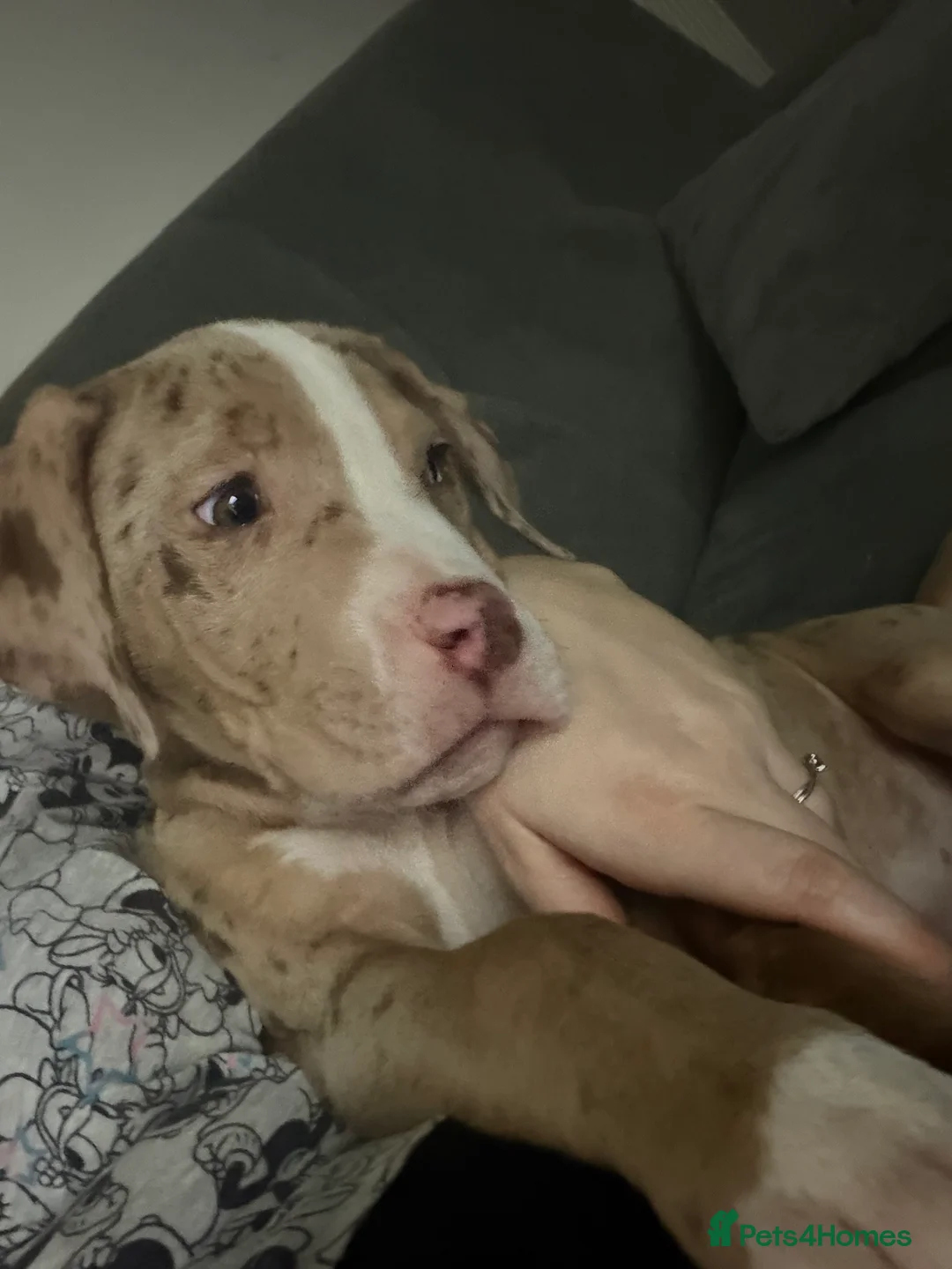 American Bulldog dogs for sale: Met our beautiful dog diesel in Stafford - Advert 2