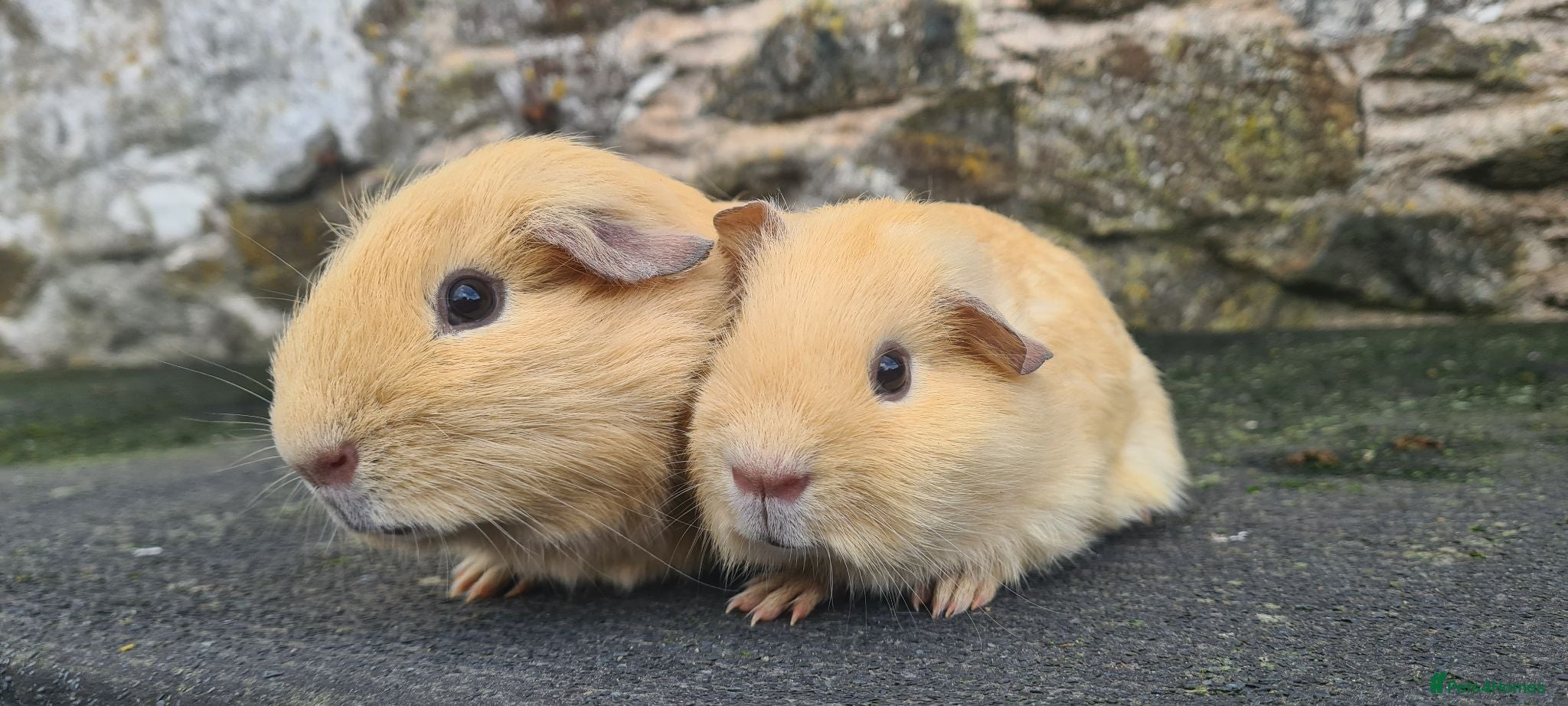 Guinea Pig rodents Pair of half brothers - Advert 1