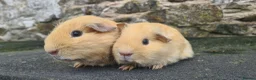 Guinea Pig rodents for sale: Pair of half brothers - Advert 1