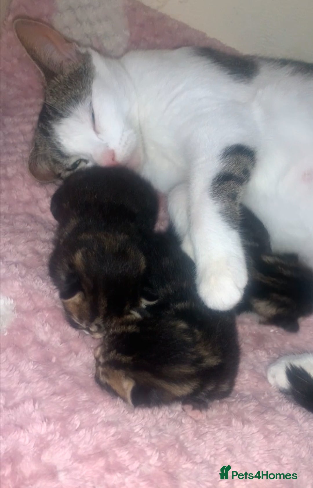 British Longhair cats for sale: 3 tabby kittens - Image 1
