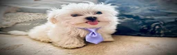 Maltese dogs for sale: 🌟  KC Registered Maltese Puppies Ready 🌟 - Advert 14