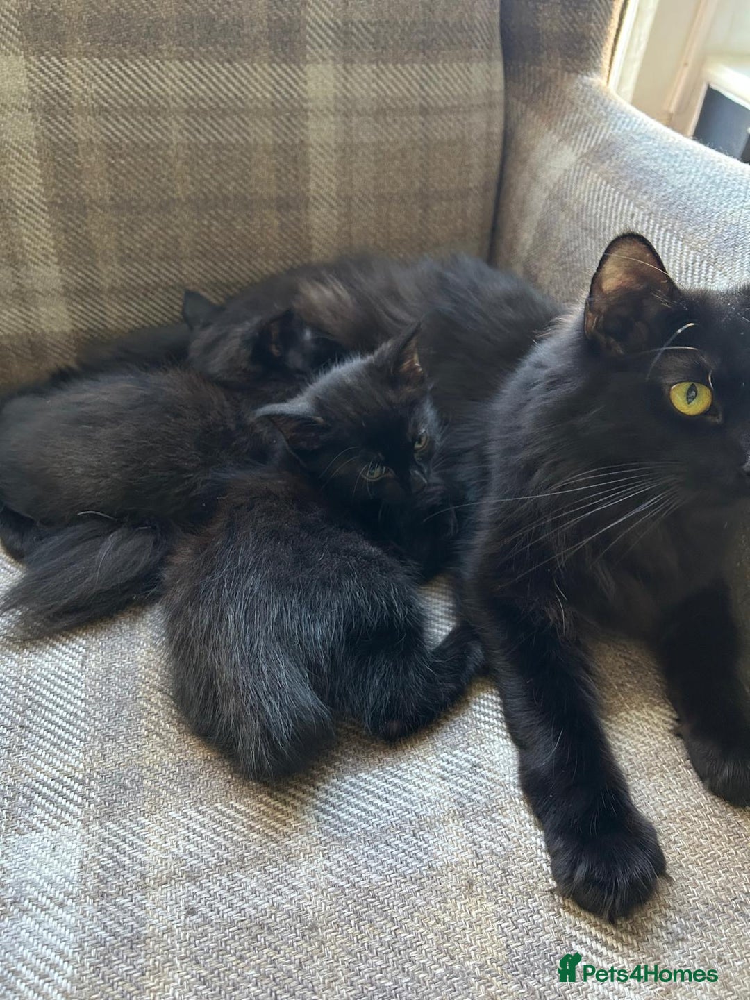 Ragdoll cats for sale:  2half Ragdoll and half domesticshorthair for sale - Advert 19