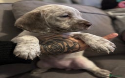 Mixed Breed dogs for sale: Litter of 9 healthy pups  - Image 30