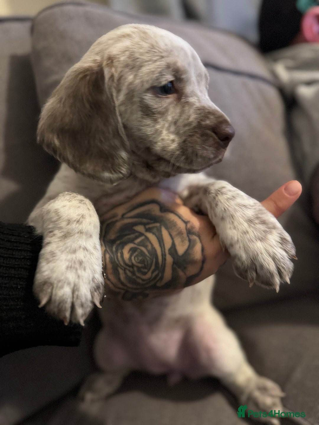 Mixed Breed dogs for sale: Litter of 9 healthy pups  - Image 30