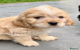 Mixed Breed dogs for sale: Mixed breed sm/md puppies  - Image 7