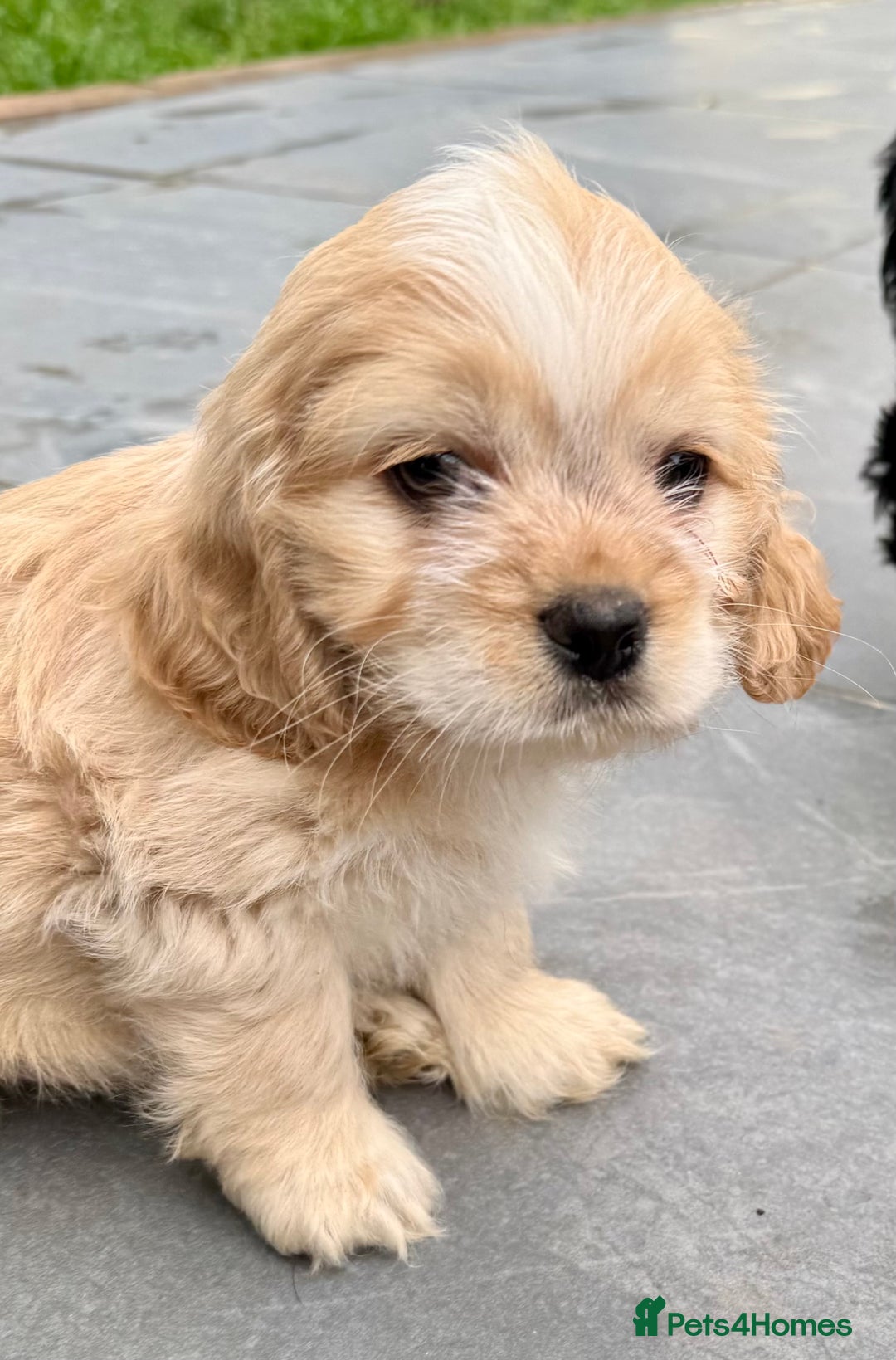 Mixed Breed dogs for sale: Mixed breed sm/md puppies  - Image 7