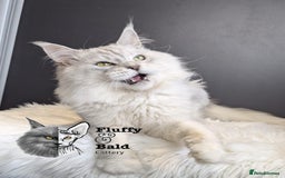 Maine Coon cats for sale: Blue shaded stud boy  - Image 1