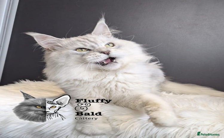 Maine Coon cats for sale - Advert 1