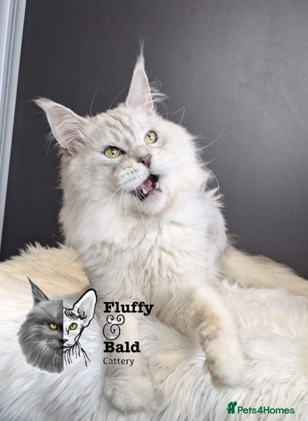 Maine Coon cats for sale: Blue shaded stud boy  - Image 1