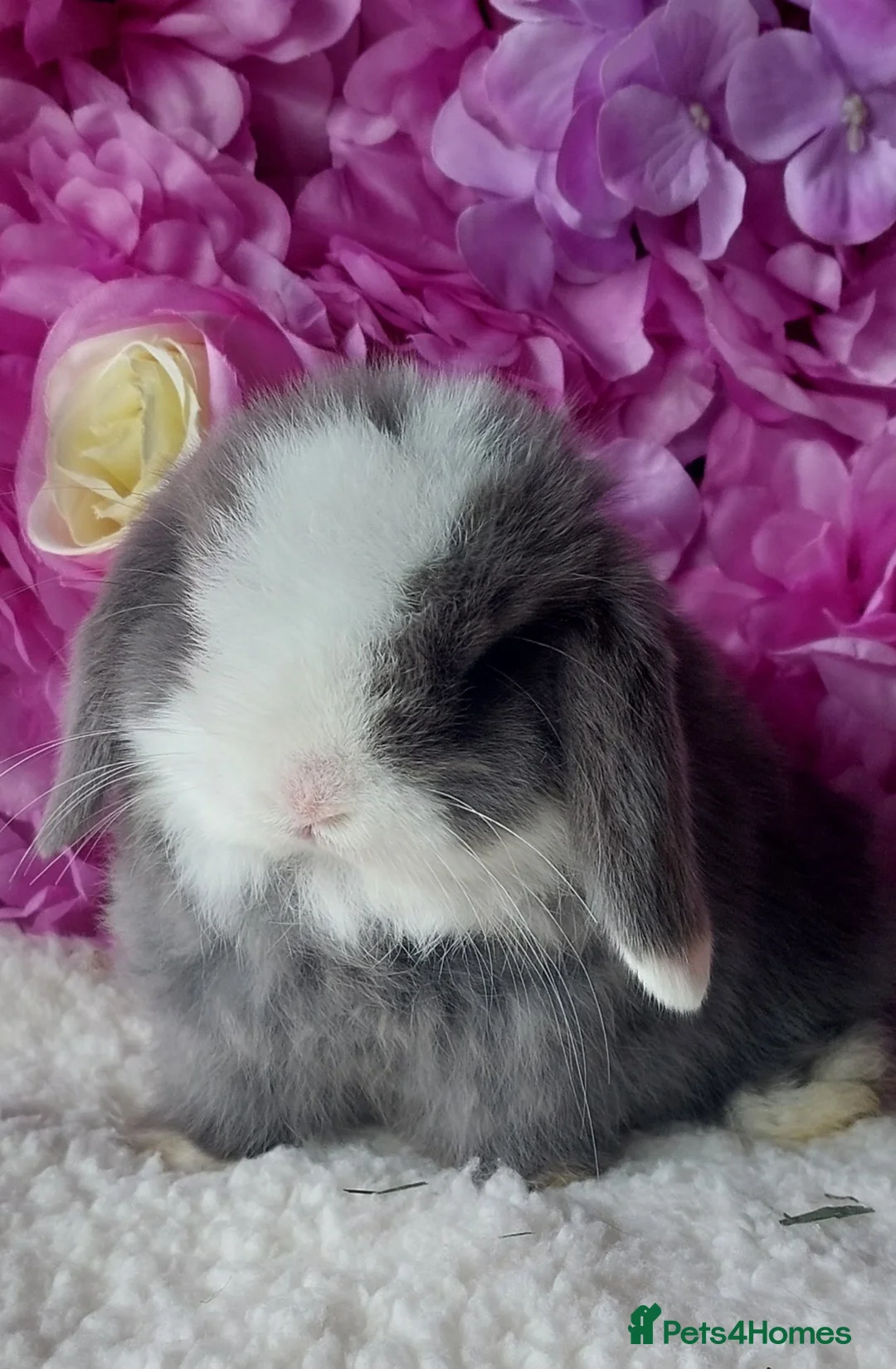 Mini Lop rabbits for sale: mini lops - Advert 2