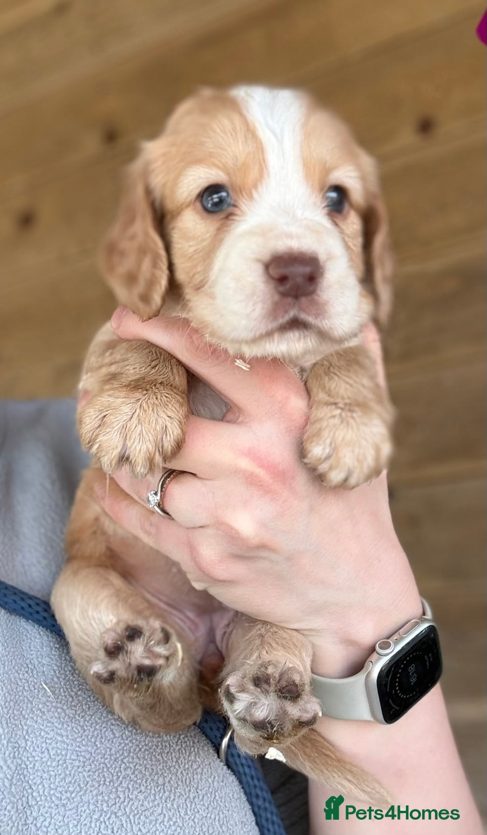 Cocker Spaniel dogs Gorgeous cocker spaniel puppies  - Advert 2