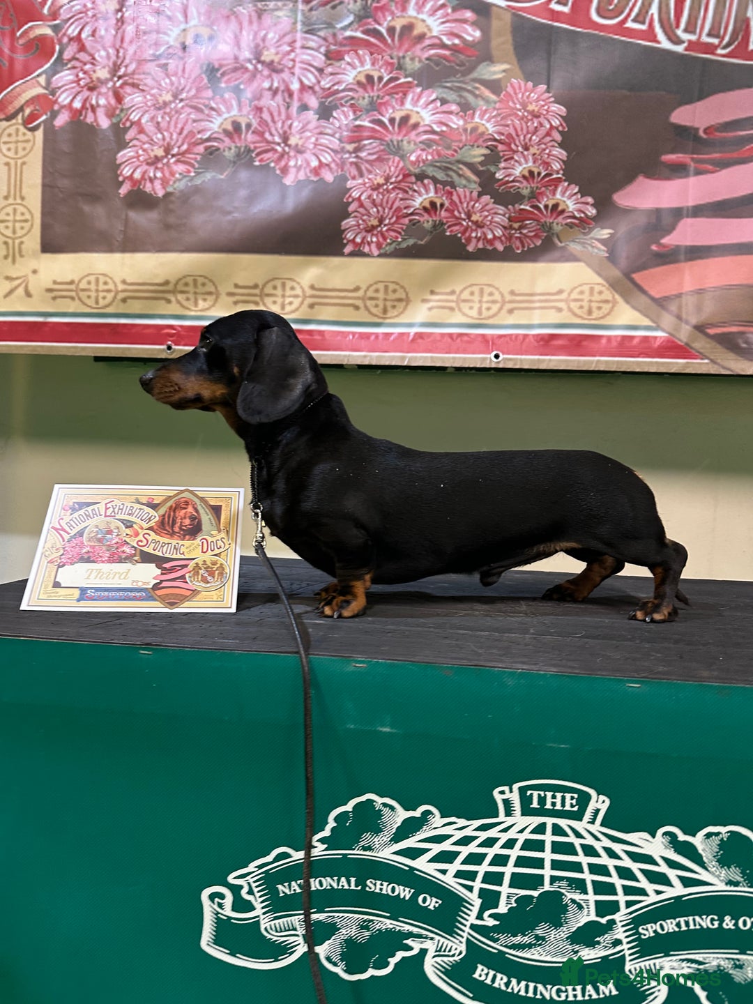 Miniature Dachshund dogs for sale: Black & Tan Crufts Qualified boy for sale  - Image 4