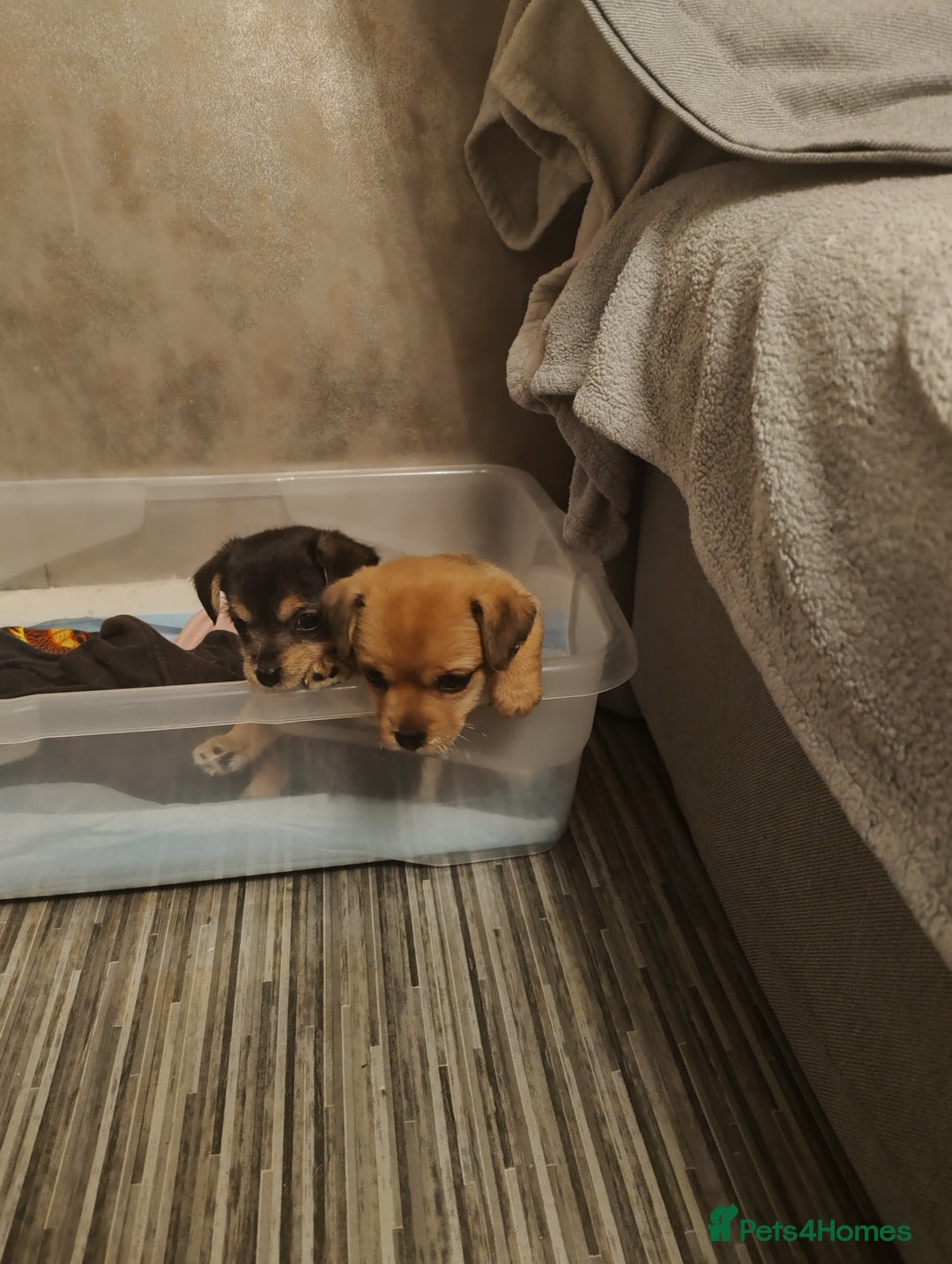 Mixed Breed dogs for sale: One female puppy left for sale - Image 2