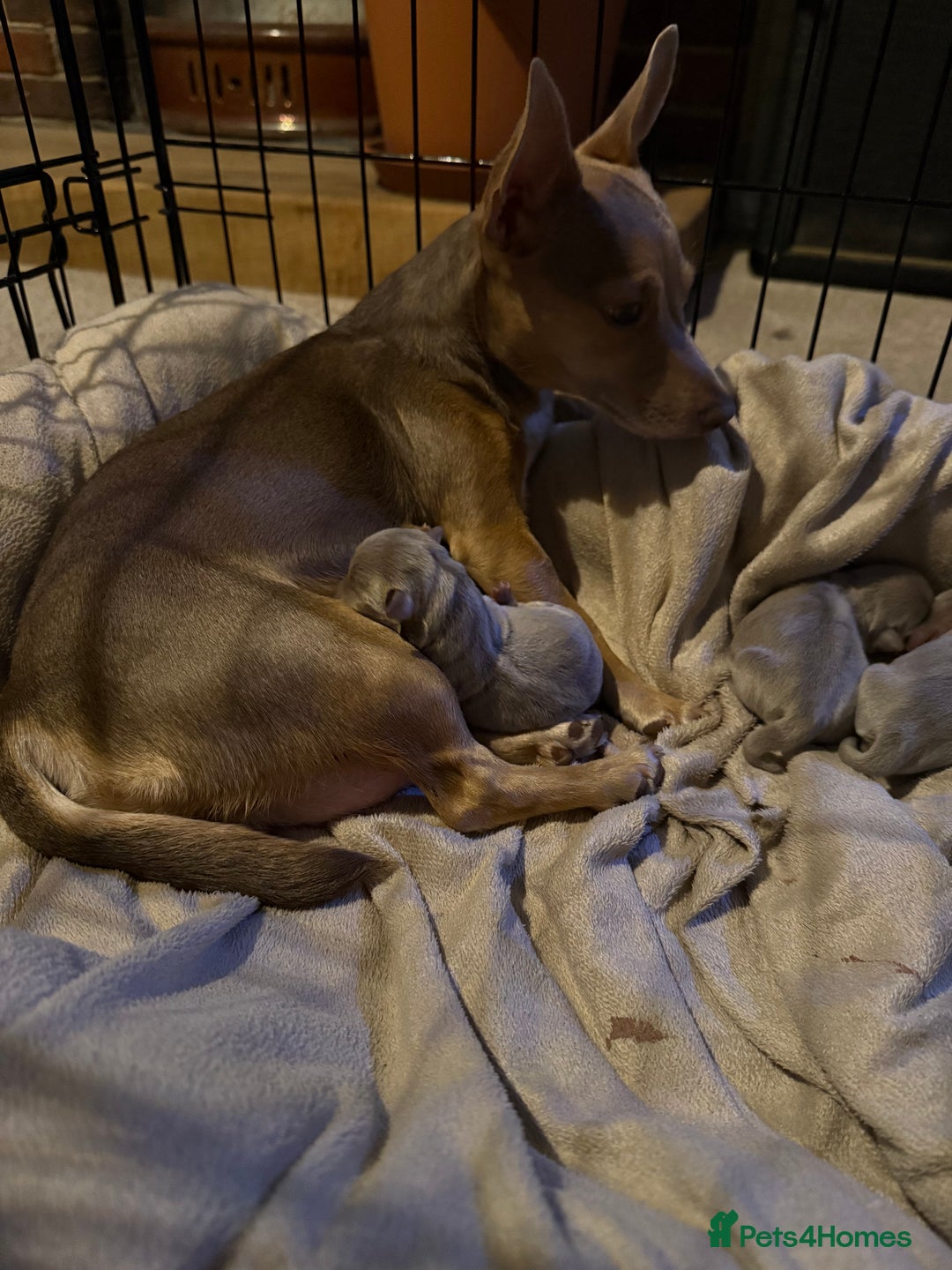 Jack Russell dogs for sale: Wenlock JRT Lilac Bitch (Last one left)  - Image 8