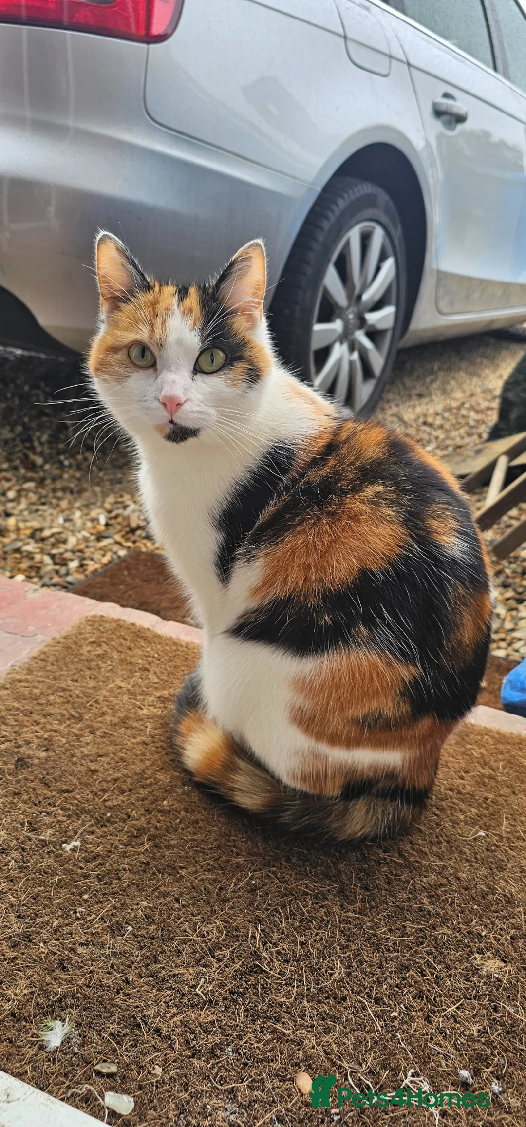Mixed Breed cats for sale: 2 Beautiful Kittens for Sale  in Windsor - Advert 8