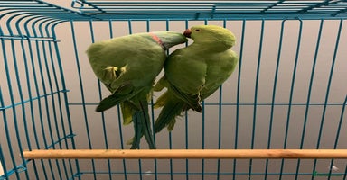 Ringnecks birds Bonded pair of ringnecks need an owner now!! - Advert 10