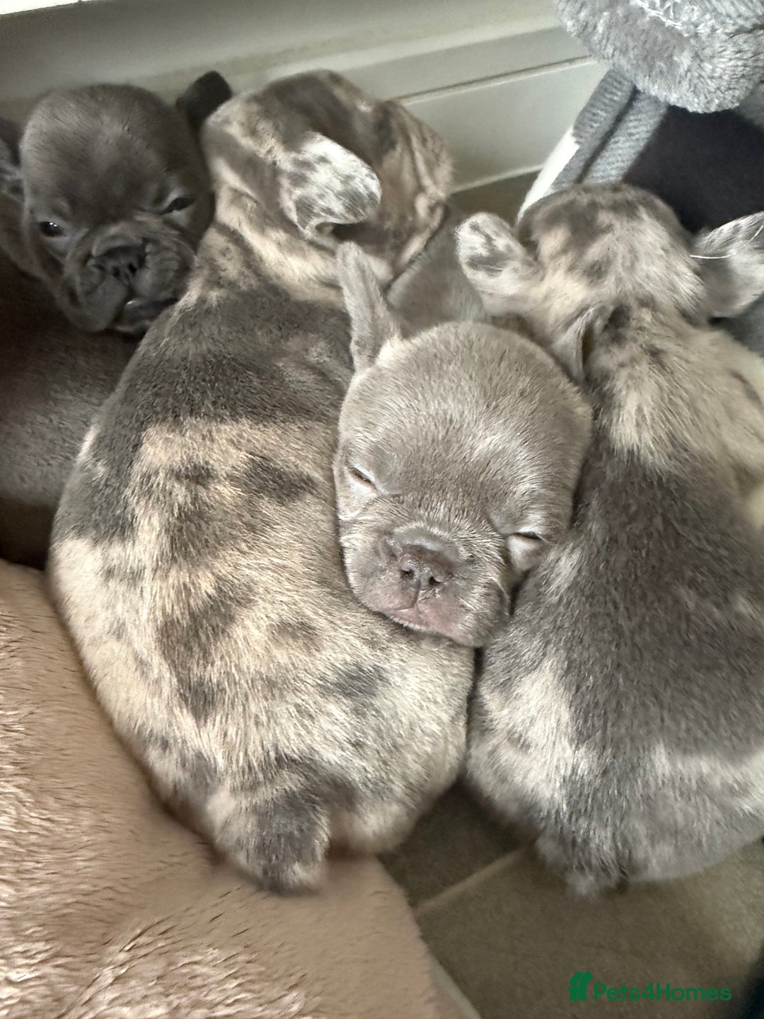 French Bulldog dogs for sale: Lilac blue eyed litter of 6. DWKC registered  - Image 6