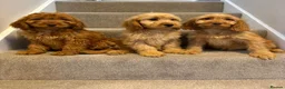 Cockapoo dogs for sale: Cockapoo puppies F1  - Advert 5