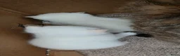 British Shorthair cats for sale: That's my house pets kids  - Advert 11