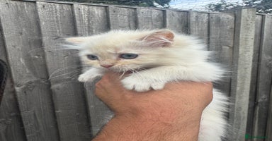 Ragdoll cats - Advert 12