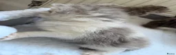 Persian cats for sale: Adorable Persian chinchilla mixed kittens  in Luton - Advert 19