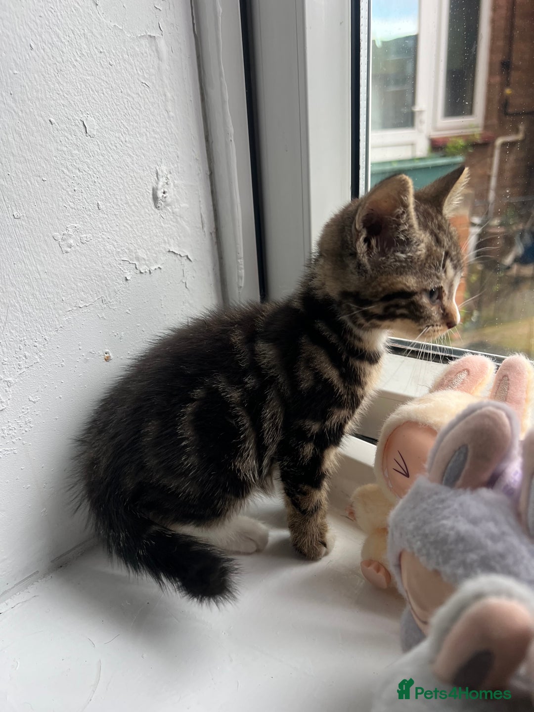 British Shorthair cats for sale: 2 Kittens Left - Image 9