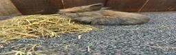 Mixed Breed rabbits for sale: Baby bunnies  - Advert 21