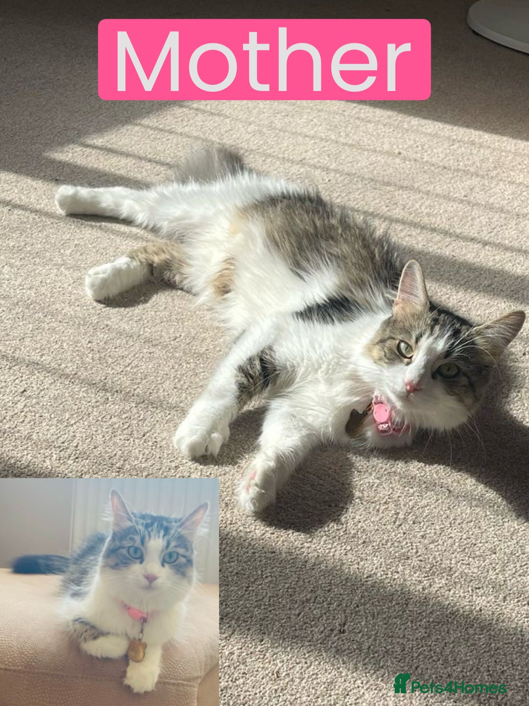 Mixed Breed cats for sale: Adorable Ragdoll and Norwegian Forest Kittens - Image 24