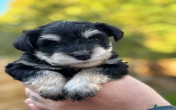 Miniature Schnauzer dogs for sale: Adorable KC registered Miniature Schnauzers - Image 21