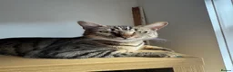 British Shorthair cats for sale: 1x British Shorthair| 2x Bengal Cats  - Advert 5