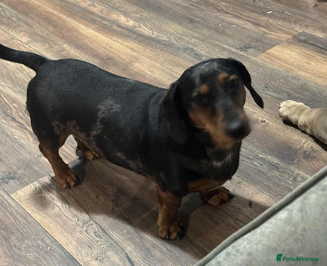 Dachshund dogs for sale: Puppies for sale - Image 8