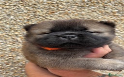 Chow Chow dogs for sale: 🐾Adorable Pedigree Chow Chow Puppies paw - Image 17