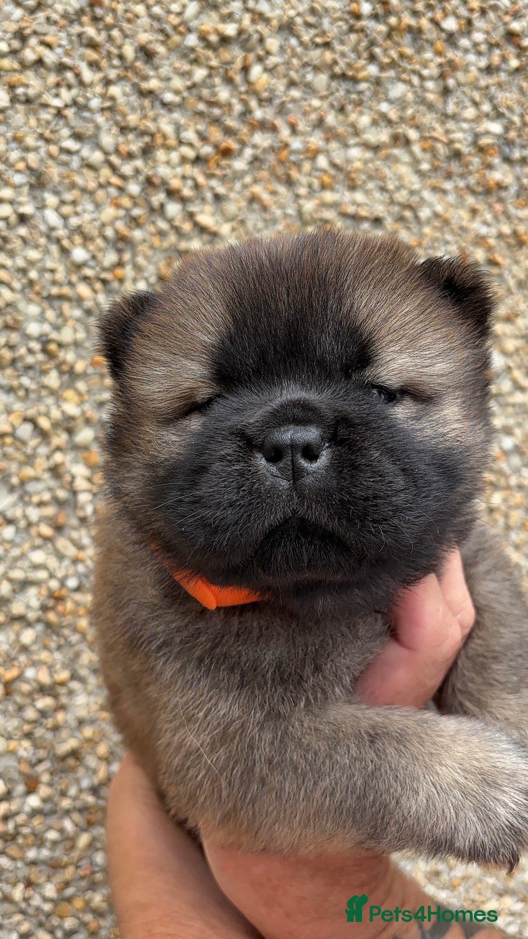 Chow Chow dogs for sale: 🐾Adorable Pedigree Chow Chow Puppies paw - Image 17