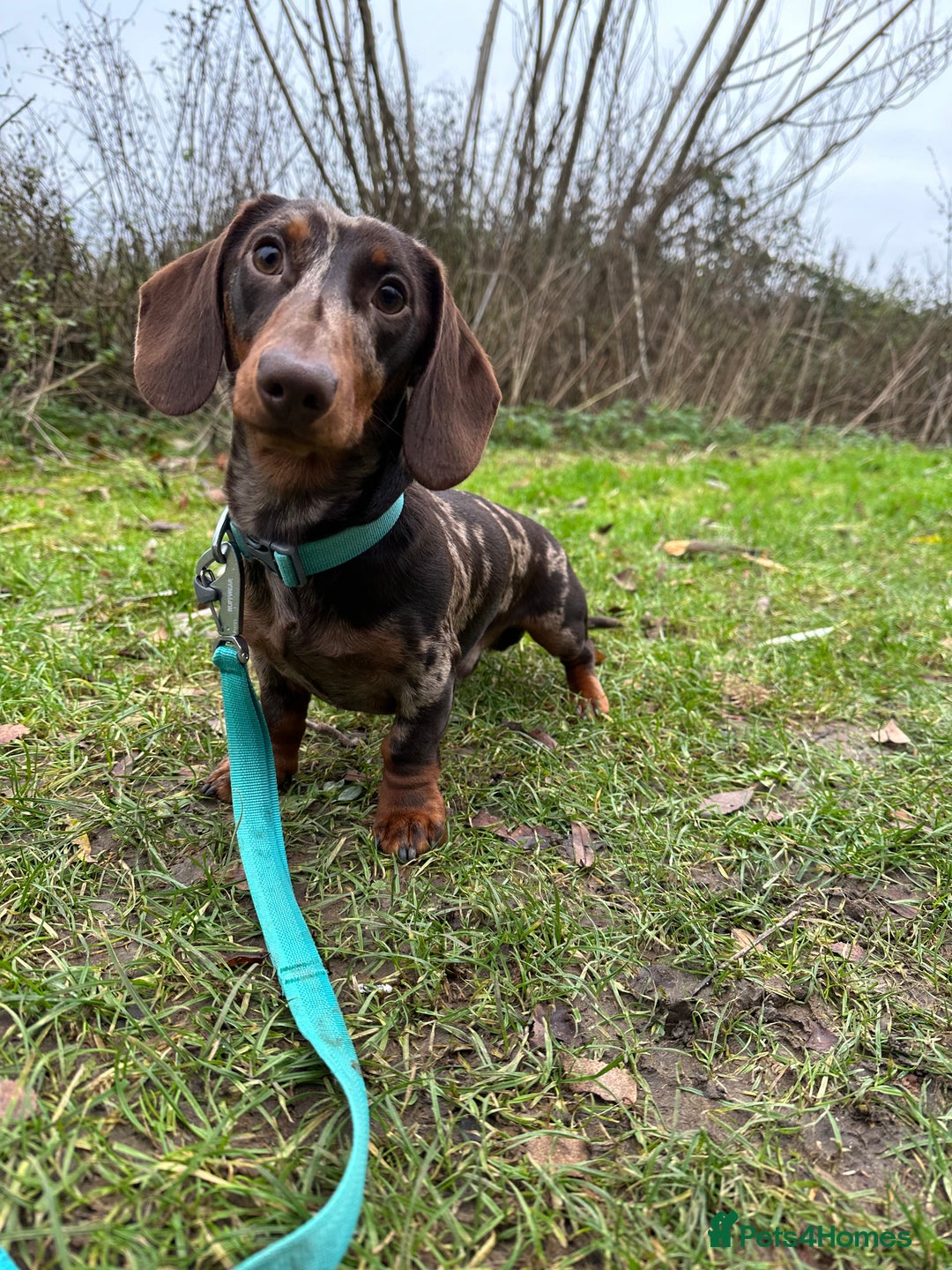 Miniature Dachshund dogs for sale: Otto  - Advert 18