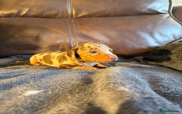 Dachshund dogs for sale: Beautiful standard dachshund puppies ❤️ - Image 8