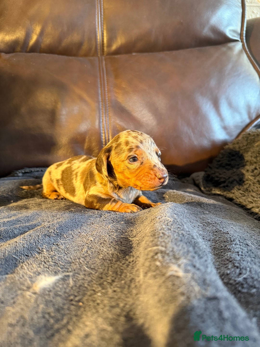 Dachshund dogs for sale: Beautiful standard dachshund puppies ❤️ - Image 8