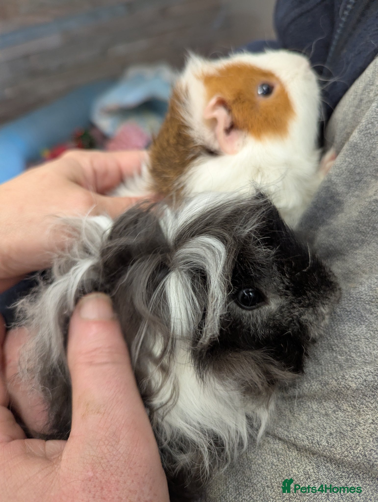 Guinea Pig rodents Lunkarya Guinea Pigs Boys Girls. Babies and adults - Advert 2