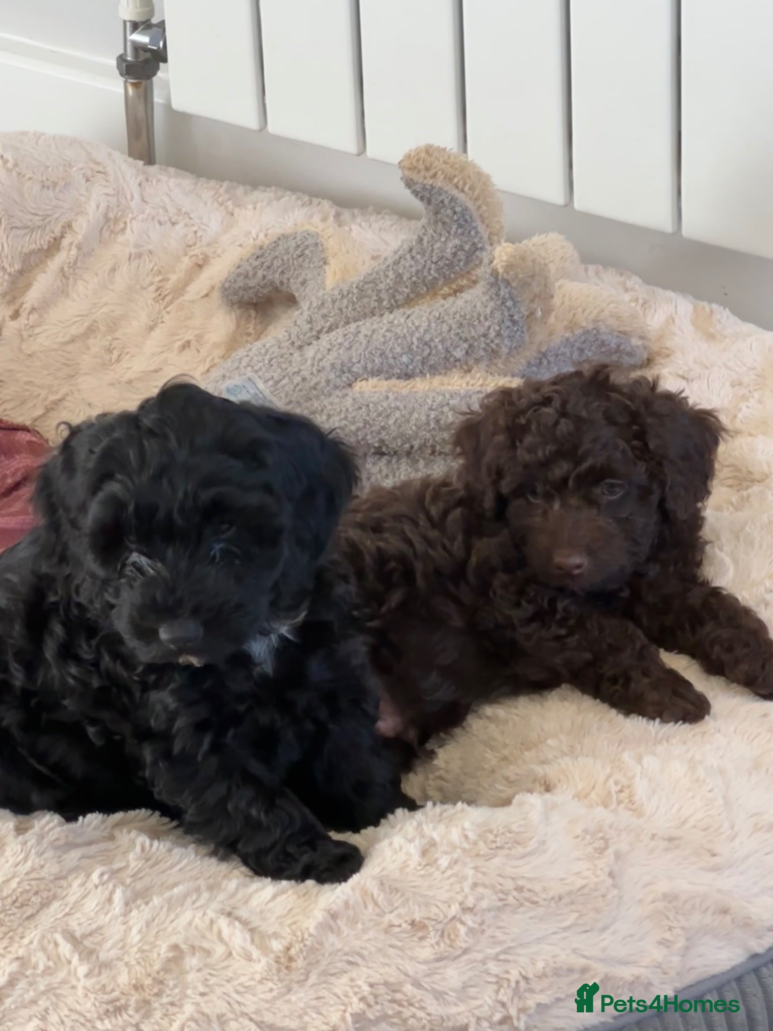 Cockapoo dogs F2b Cockapoo puppies **2 left**  - Advert 4