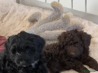 Cockapoo dogs F2b Cockapoo puppies **2 left** - Advert 4