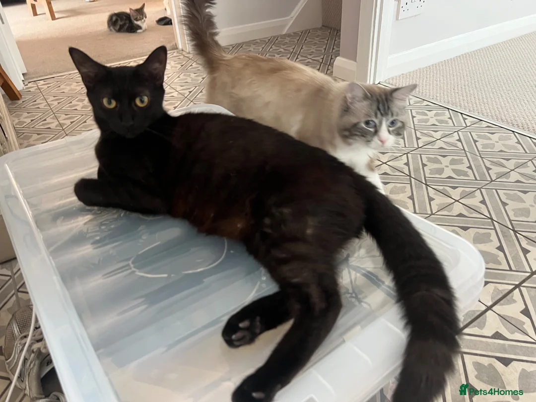 Mixed Breed cats for sale: Maine Coon × Ragdoll Kittens – Ready Now 🐾 - Advert 13