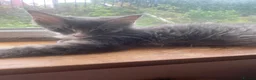 Maine Coon cats for sale: Maine Coon kittens,  - Advert 6