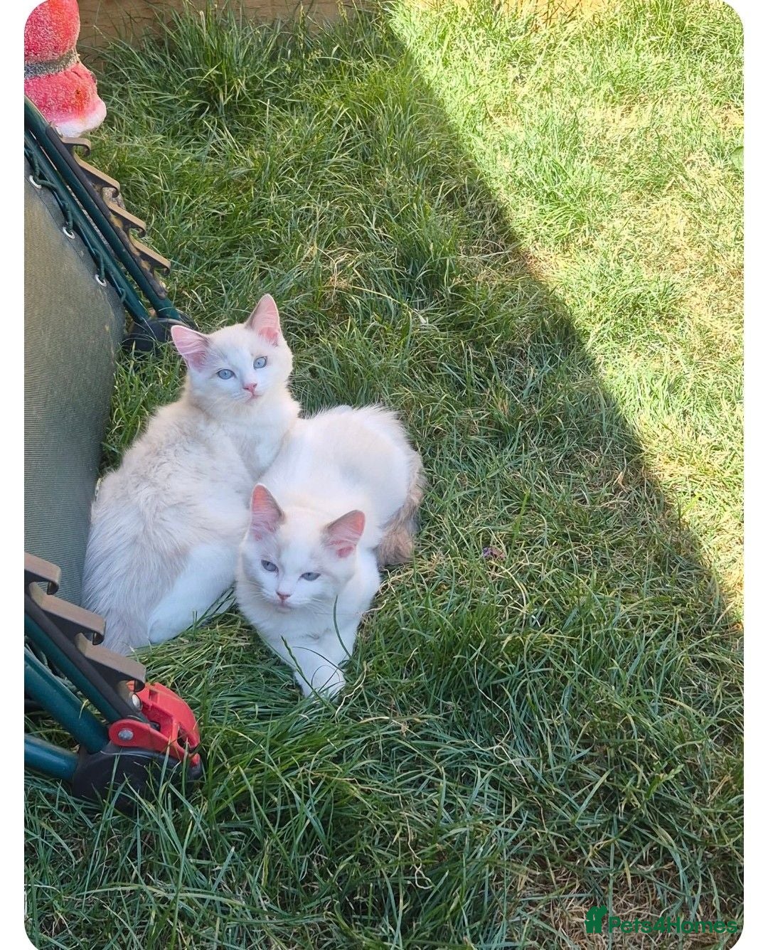 Ragdoll cats Ragdoll Bicolor- 2 playful girls. - Advert 2