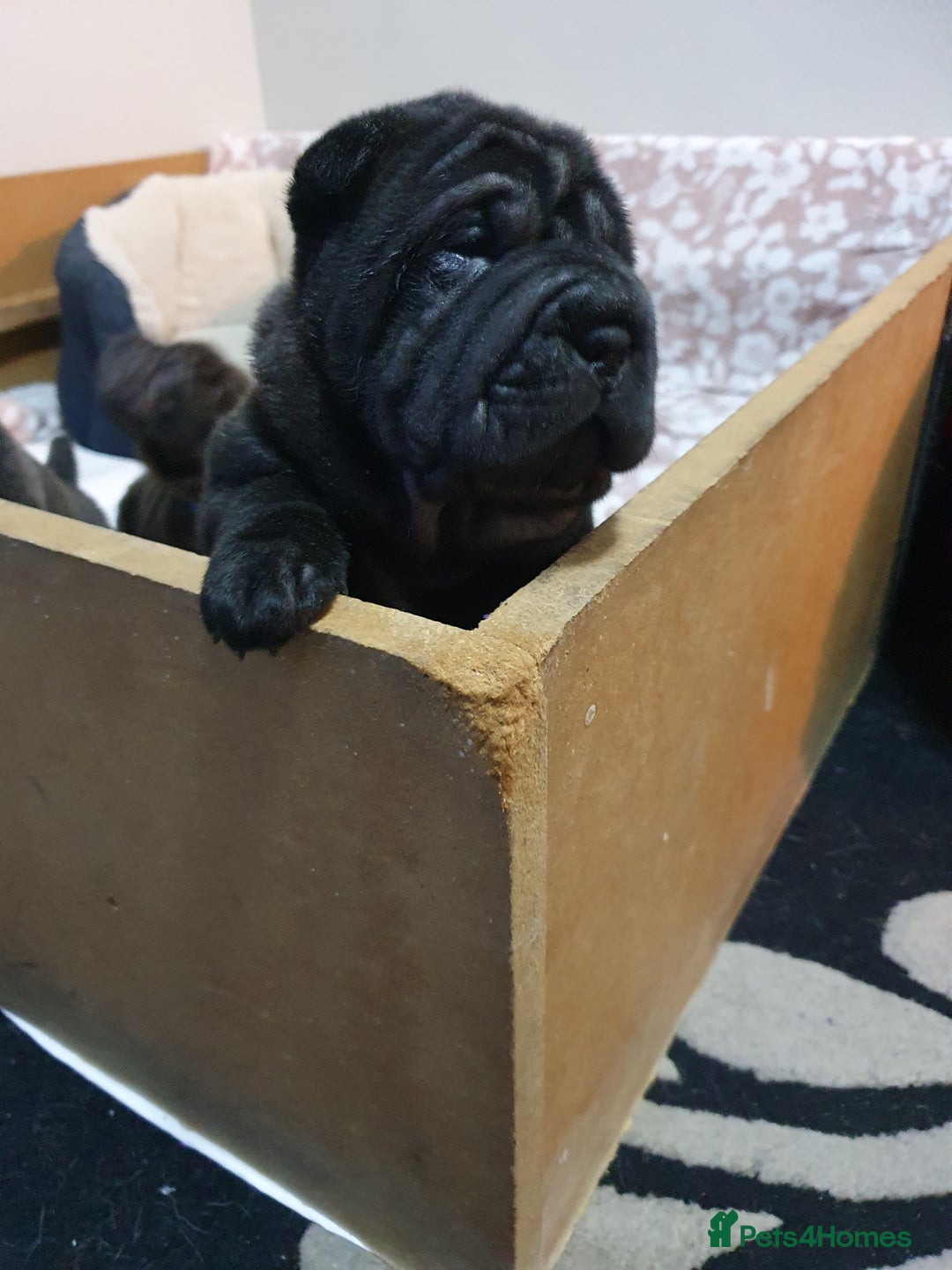 Shar Pei dogs for sale: Stunning KC Registered Shar Pei puppies - Advert 28