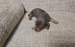 Miniature Dachshund dogs for sale: Miniature dachshund Puppies  - Advert 4